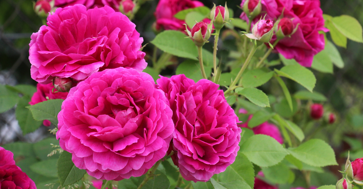 rose bush