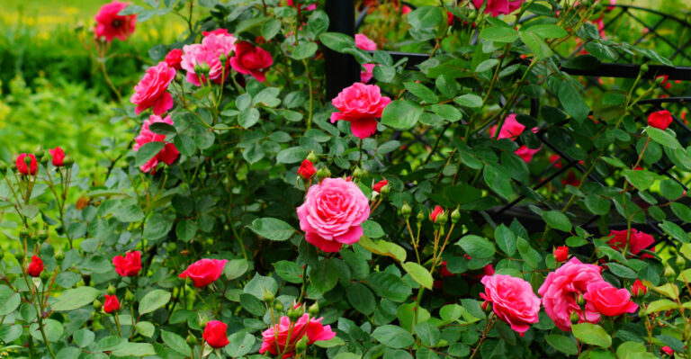 roses (featured image)