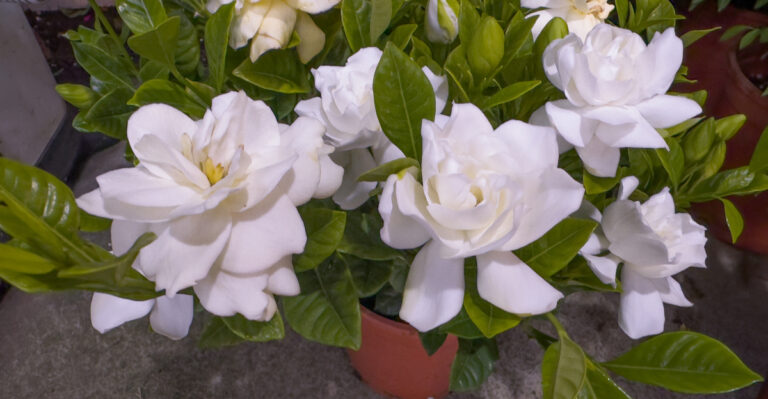 gardenia in pot