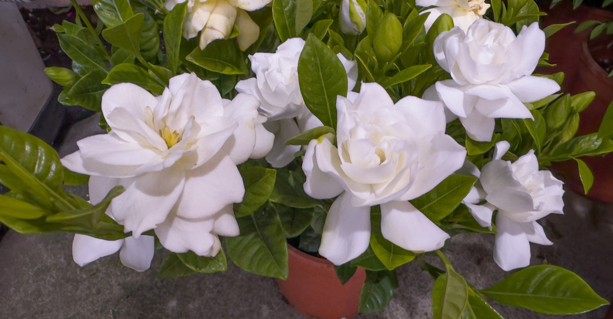 gardenia in pot
