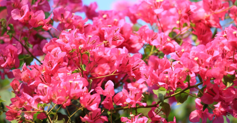 This Is What Texas Bougainvillea Needs Before The Heat Gets Brutal