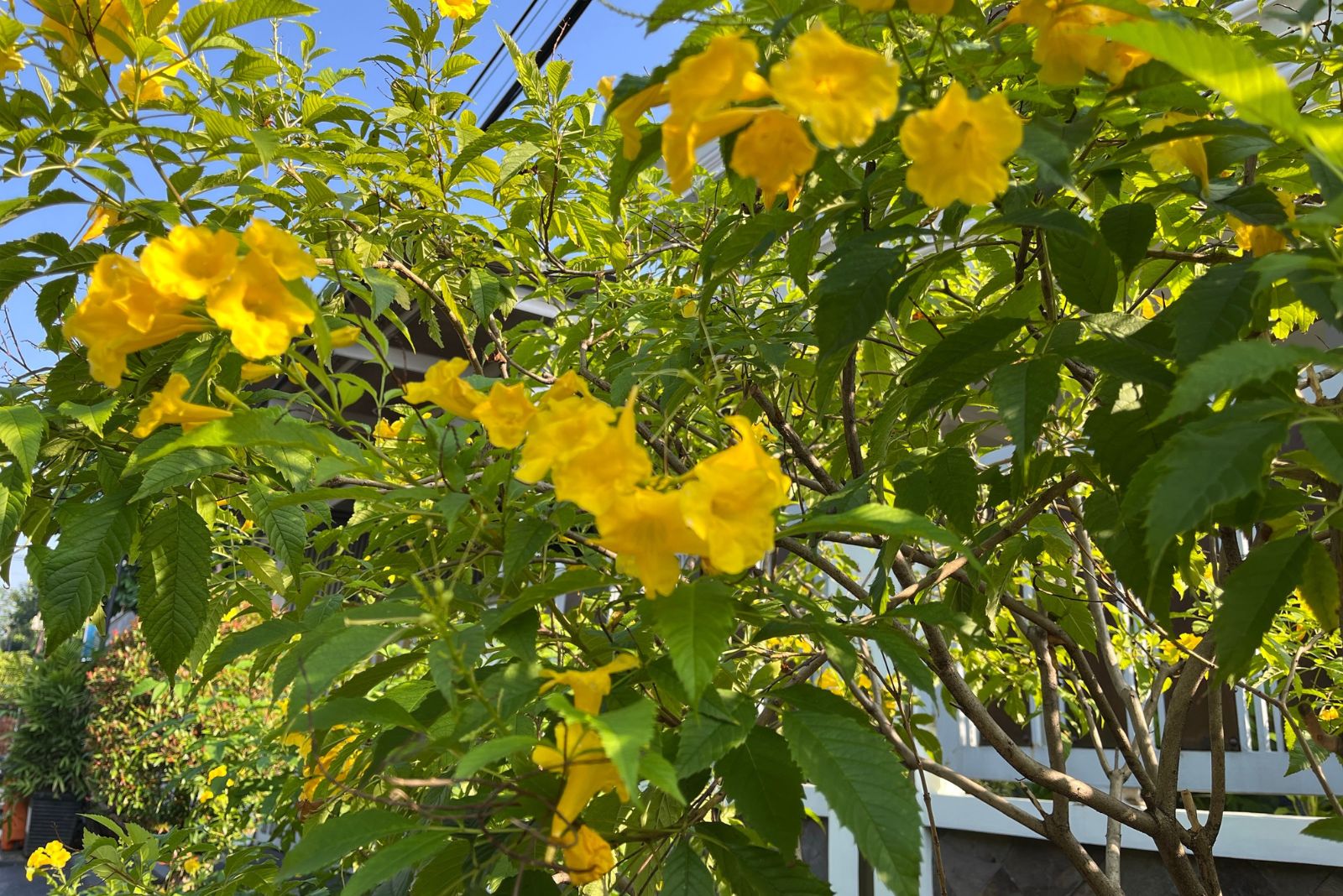 esperanza