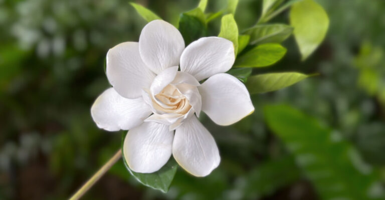 This Is What Texas Gardenias Need Before The Heat Gets Brutal