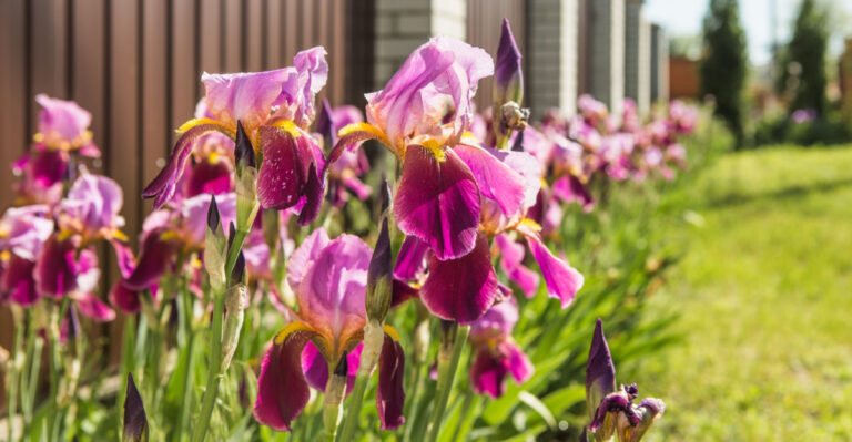 This Is What Texas Irises Need Before The Heat Gets Brutal