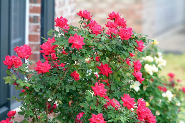 knockout roses