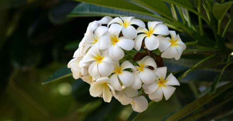 This Is What Texas Plumeria Needs Before The Heat Gets Brutal