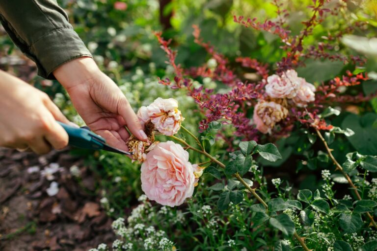 deadheading roses