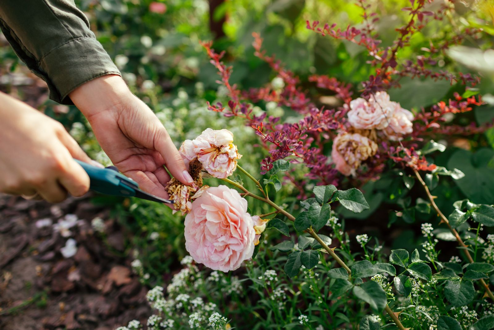deadheading roses