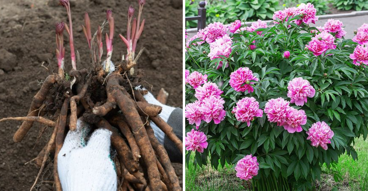 peonies