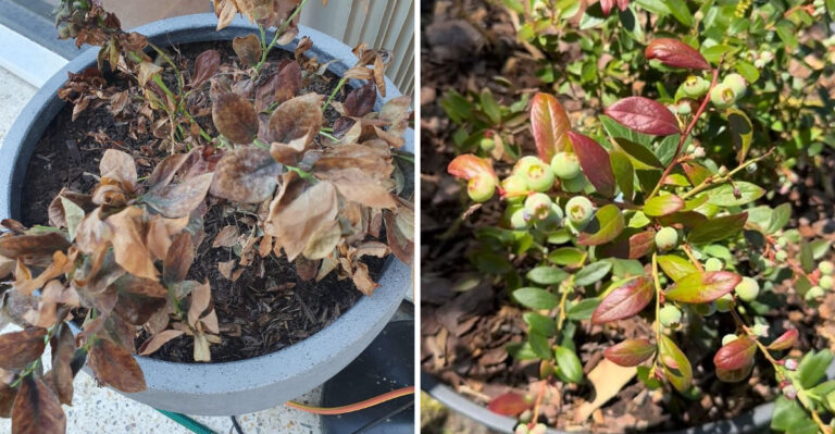 blueberry plant problem