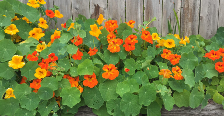 nasturtiums