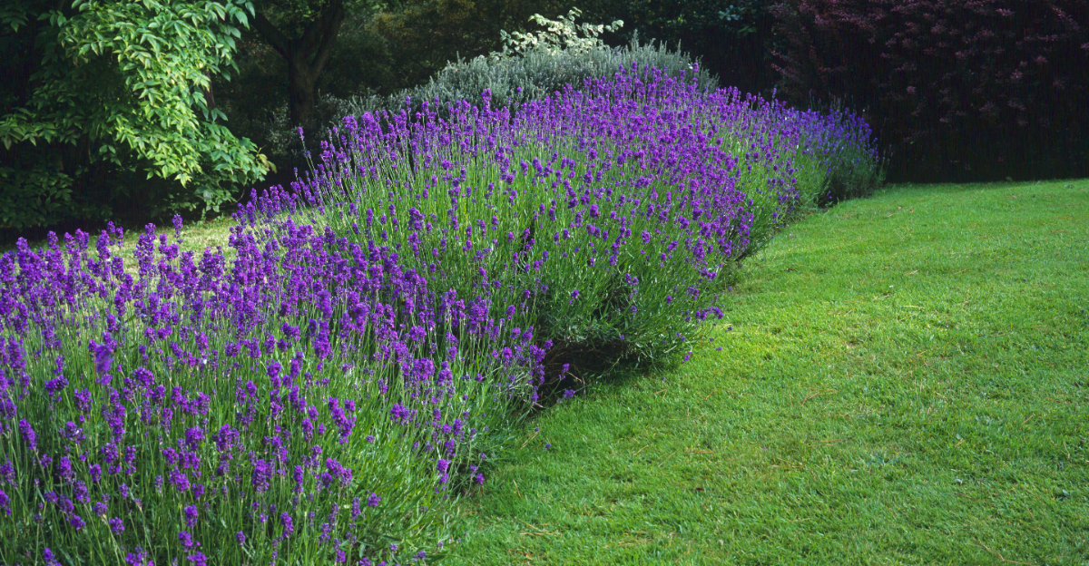 lavender hedge