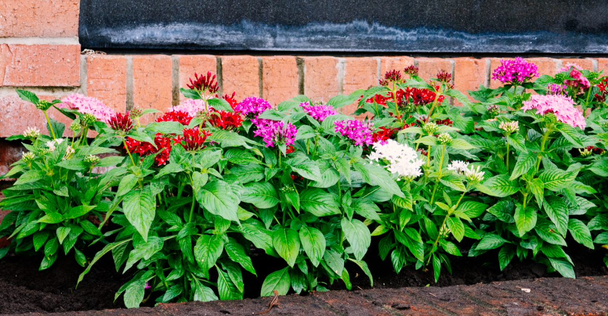 pentas