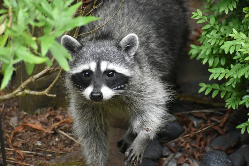 This Is Why Raccoons Are Drawn To Virginia Yards At Night