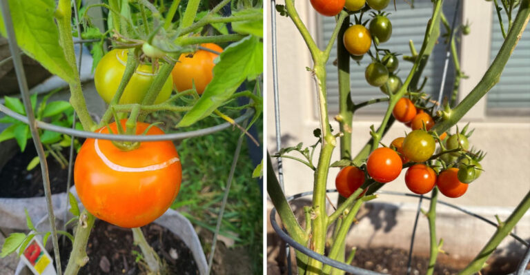 This Is Why Your Arizona Tomatoes Split Before You Can Pick Them