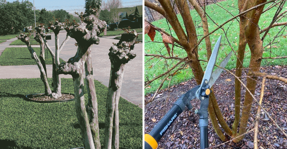 crape mrytle pruning