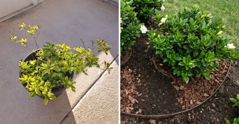 gardenia yellowing