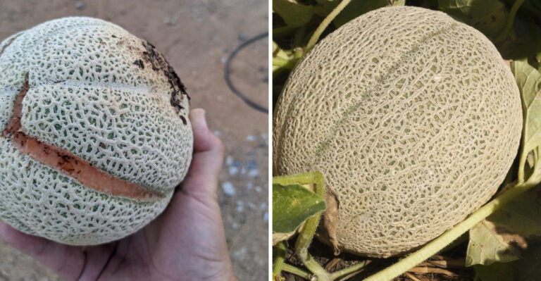 cantaloupe split