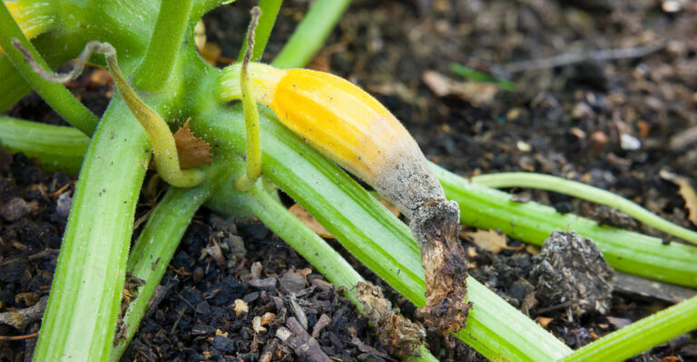 zucchini rot
