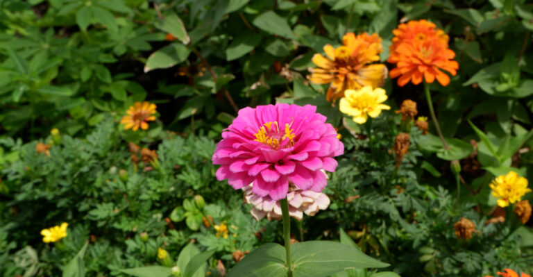 zinnia