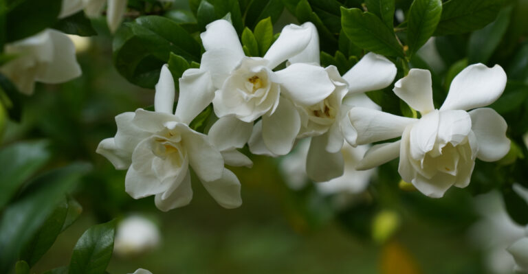 This May Task Helps California Gardenias Bloom Through Summer