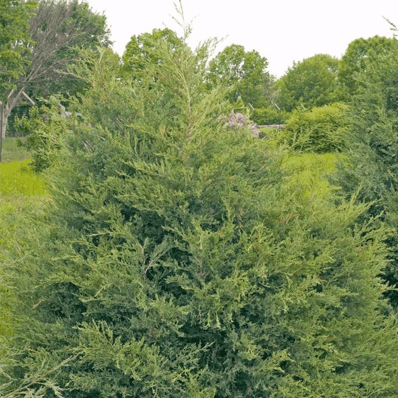 This Native Evergreen Fills In Over Time This Native Evergreen Fills In Over Time