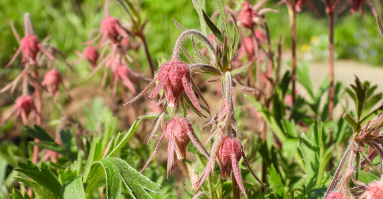 wild columbine