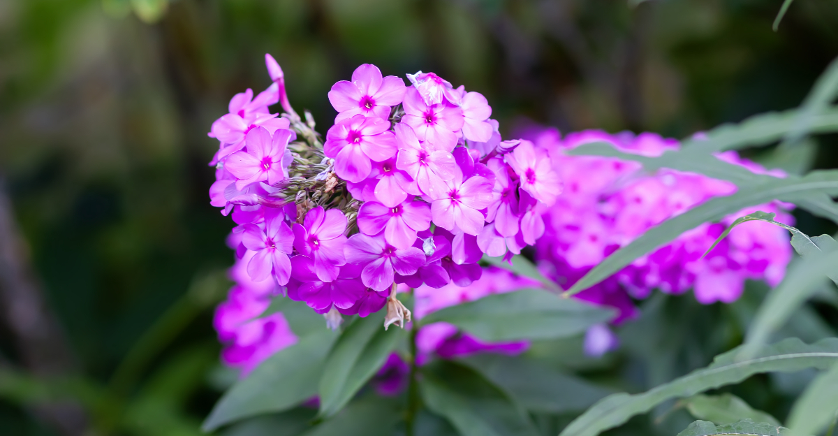 plant (featured image)