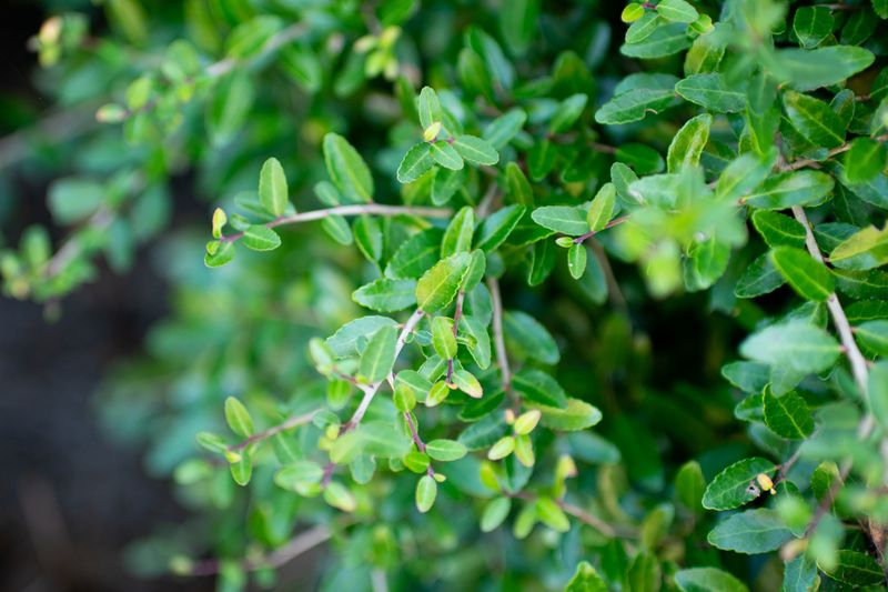 This Native Shrub Handles Heat Better Than Boxwood