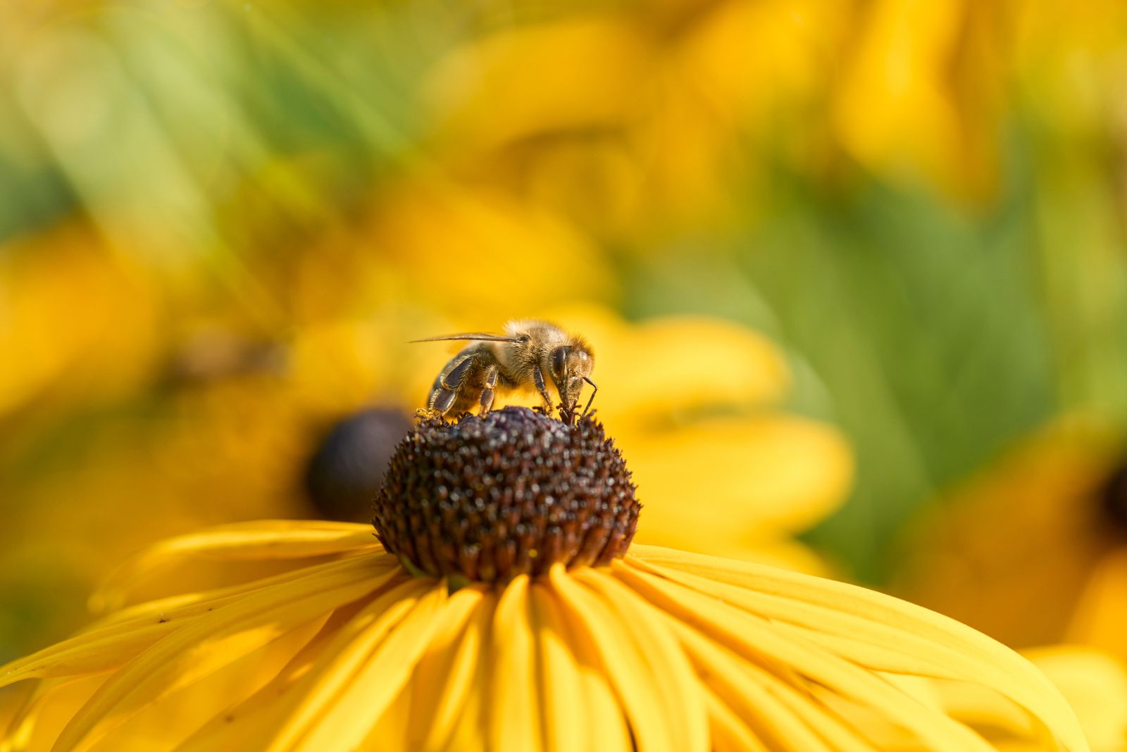 bee on black eyed susan