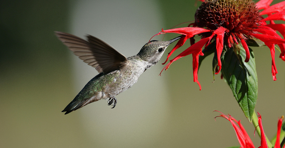 hummingbird on bee balm