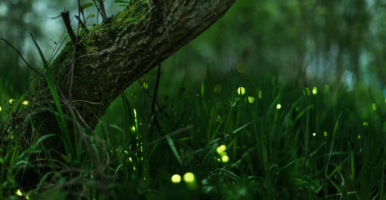 fireflies