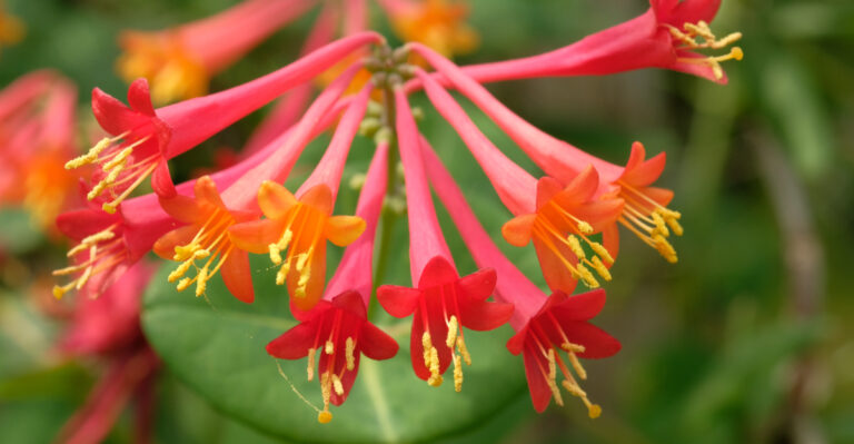 coral honeysuckle