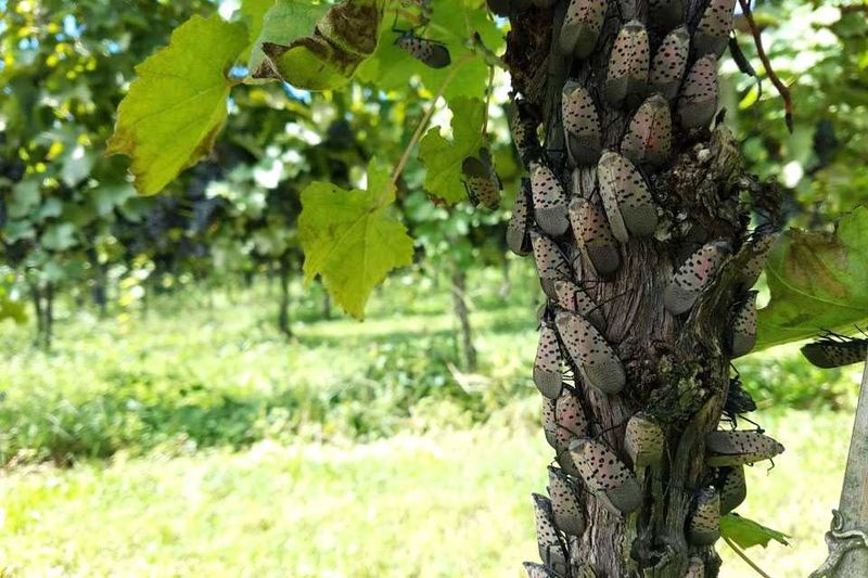 This Pest Could Hit Grapes, Hops, And Fruit Trees Hard