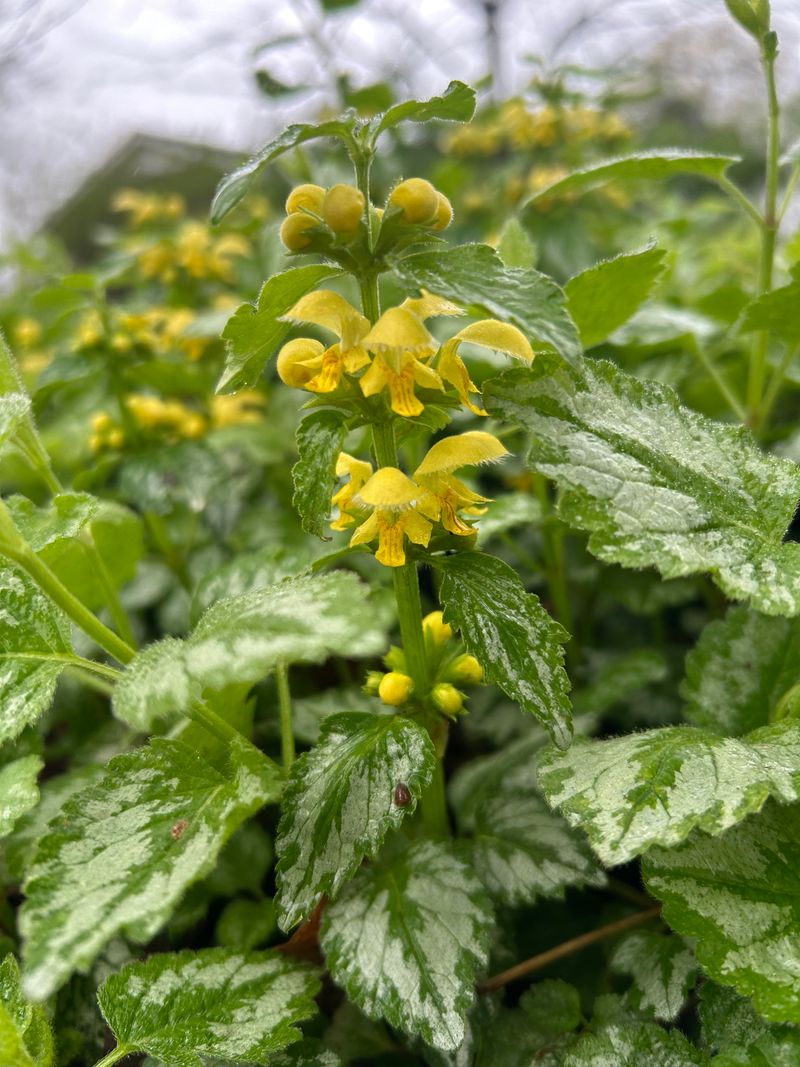 This Pretty Groundcover Is Not As Innocent As It Looks