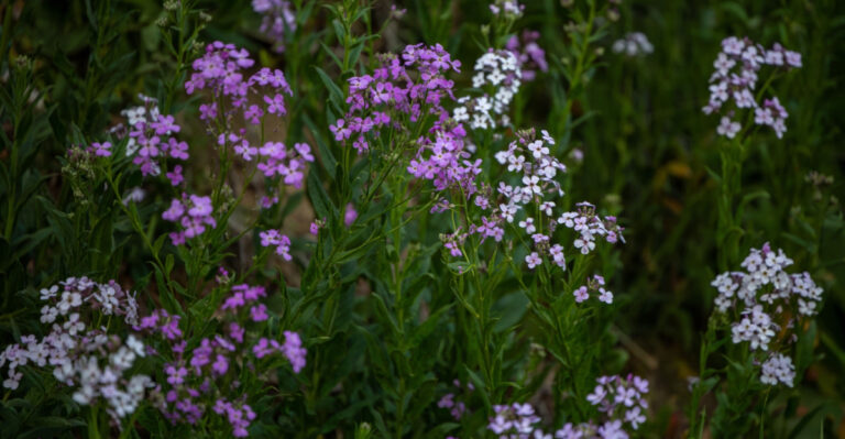 This Pretty Wildflower In Your Illinois Yard Might Be An Invasive Species