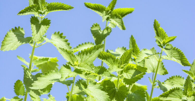 This Tennessee-Friendly Plant Could Be The Natural Tick Repellent You’ve Been Looking For