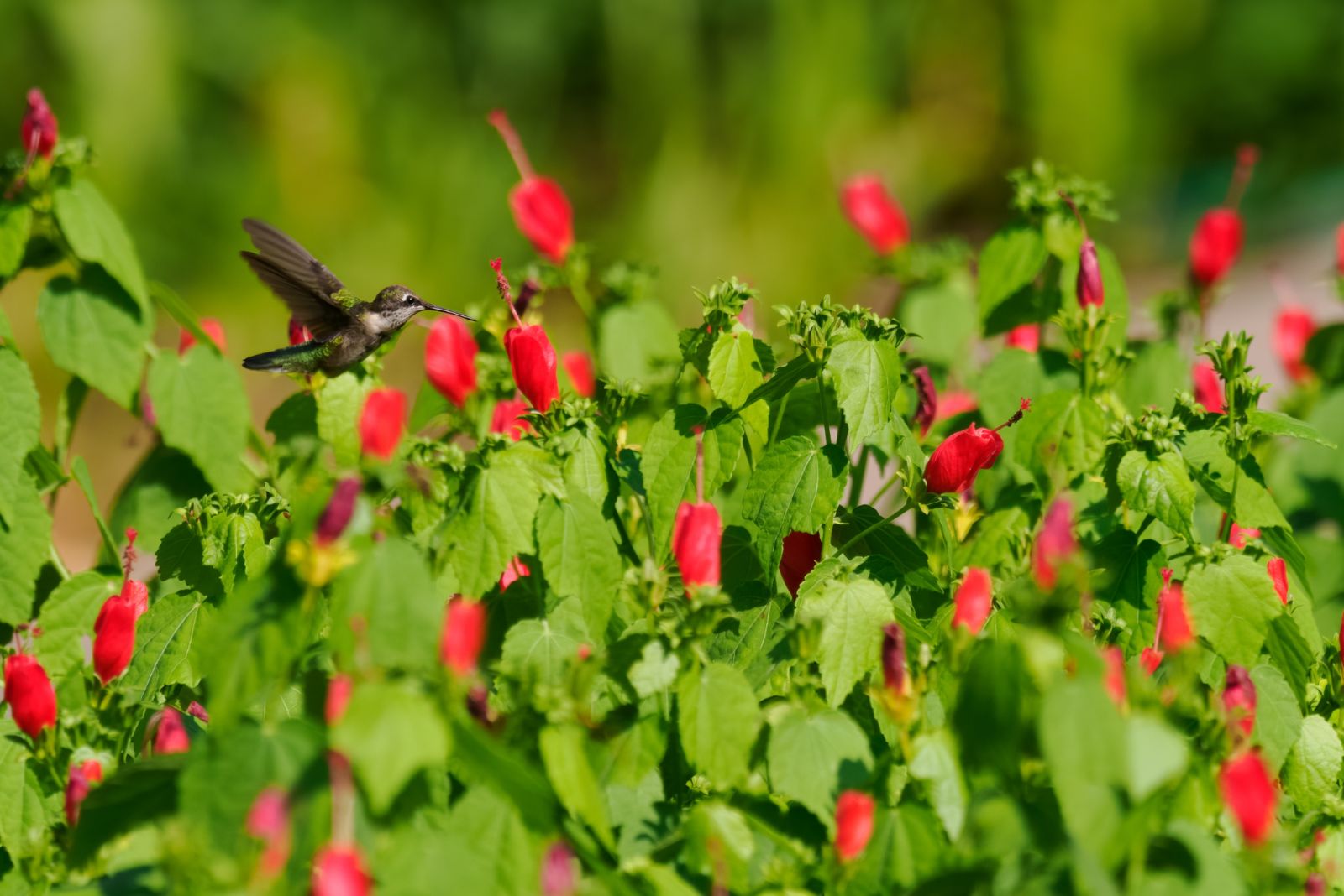 turk's cap