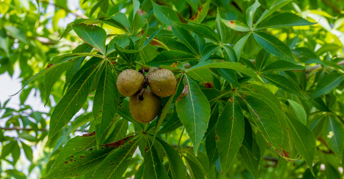 ohio buckeye tree