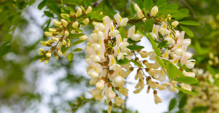 This Toxic Pennsylvania Tree Gets Less Attention Than A Copperhead