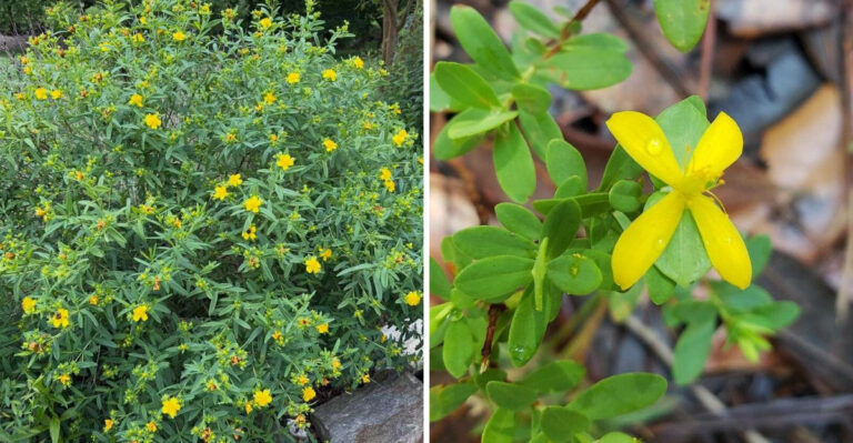 This Underrated Native North Carolina Shrub Blooms Through Summer And Handles Dry Spells Well