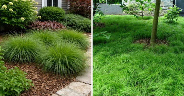 This Underrated Perennial Is Becoming A Popular Hosta Alternative In Michigan Shade Gardens