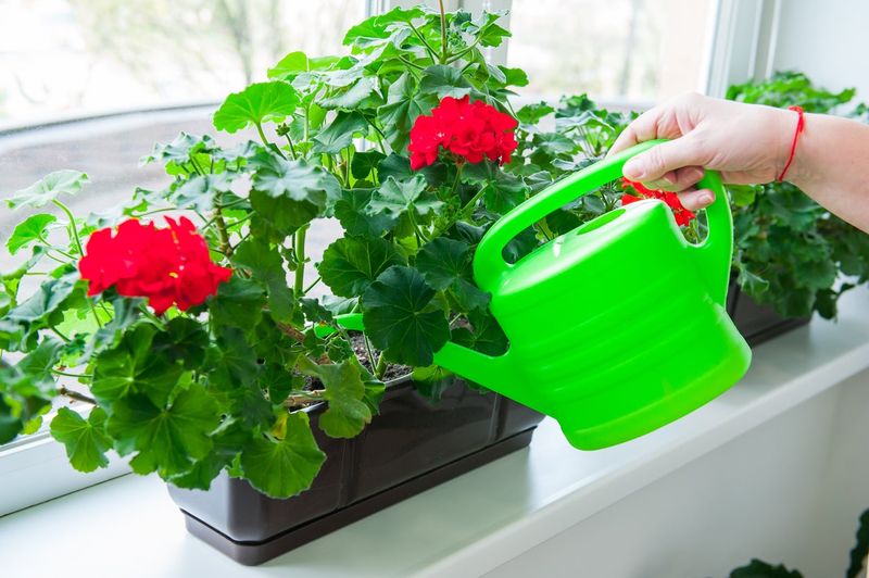 This Watering Habit Helps Geraniums Bloom All Summer In Michigan