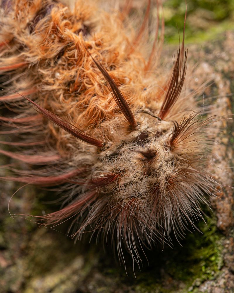Poisonous caterpillar hairs up close