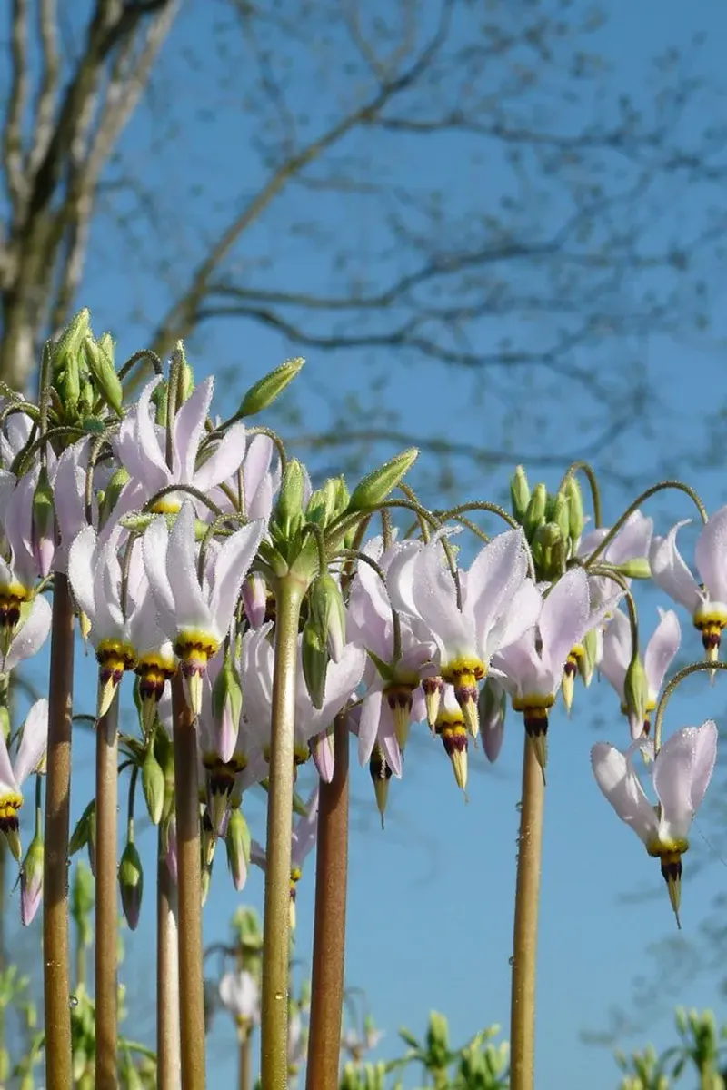 Those Backward Petals Are What Give It The Name