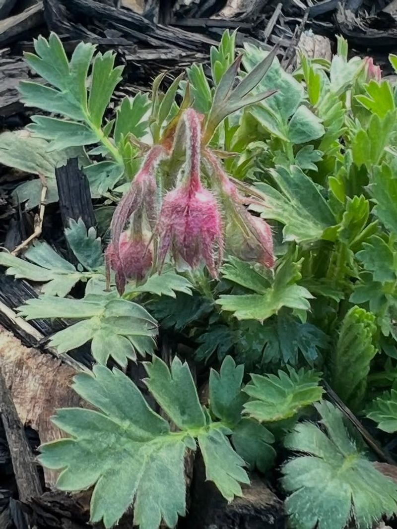 Those Drooping Buds Are Totally Normal