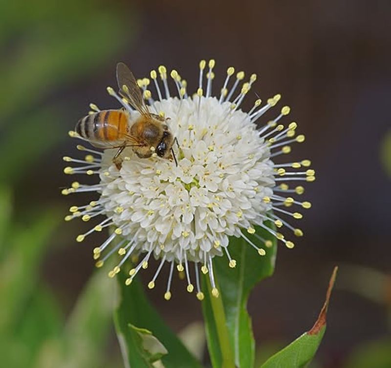 Those Unique Round Flowers Pull In Pollinators By The Dozens