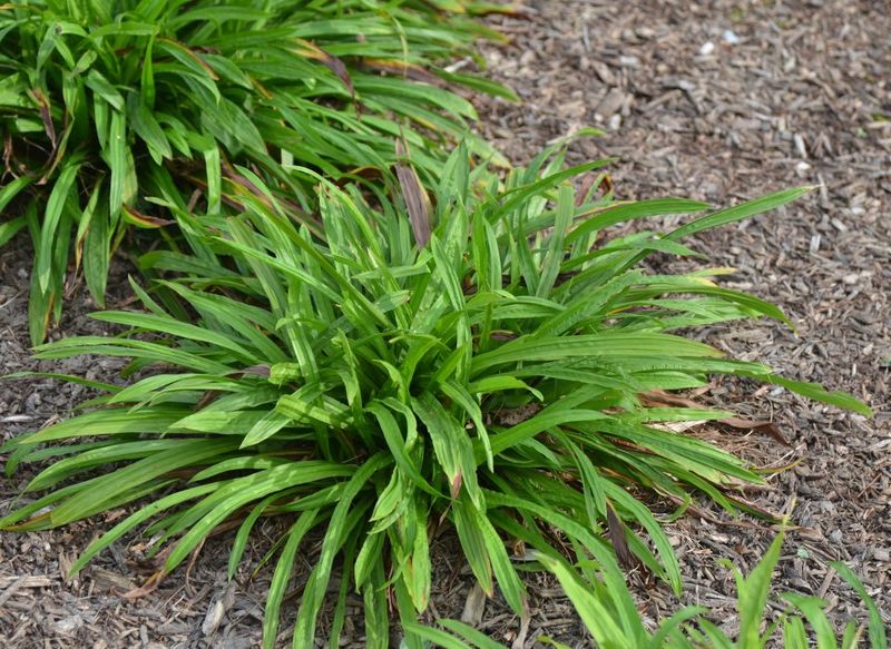 Thread Wood Sedge Through Dry Shade For Tidy Movement