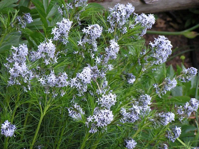 Threadleaf Bluestar Stays Strong In Heavy Dirt