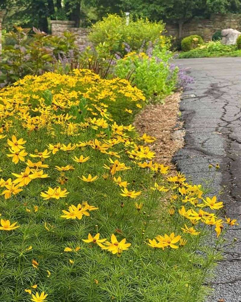 Threadleaf Coreopsis